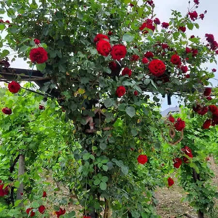 Eckstein * Bernkastel-Kues