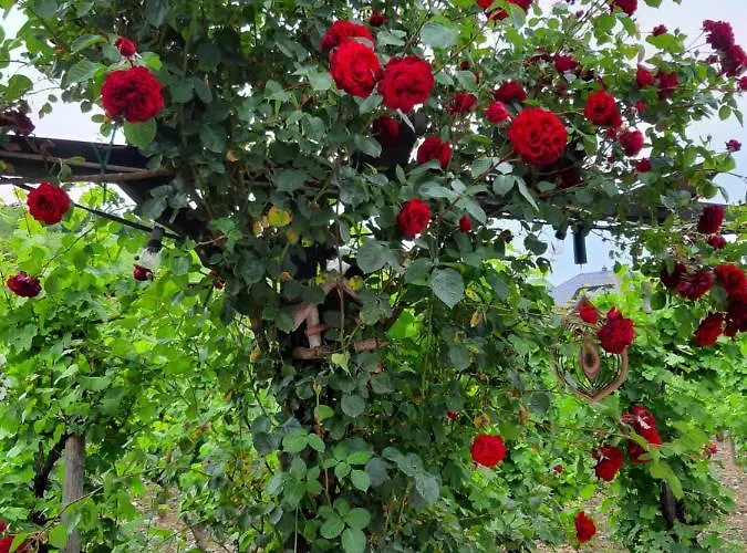 Eckstein * ベルンカステル・クース